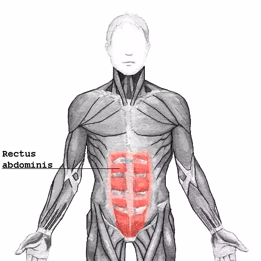 Rectus abdominis muscle - Wikipedia