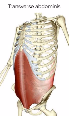Improve Core Stability by Activating Your Transverse Abdominis - Somatic Movement Center