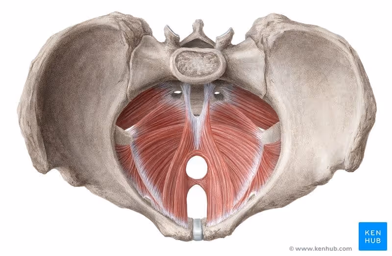 Muscles of the pelvic floor: Anatomy and function | Kenhub