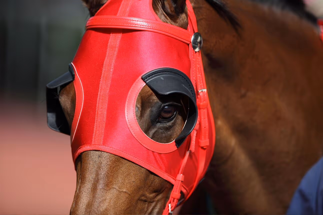 Focused or Flying Blind: Why Horses Wear Blinkers - Horse Rookie