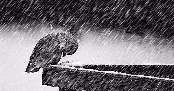 A little bird braving a snowstorm : r/pics