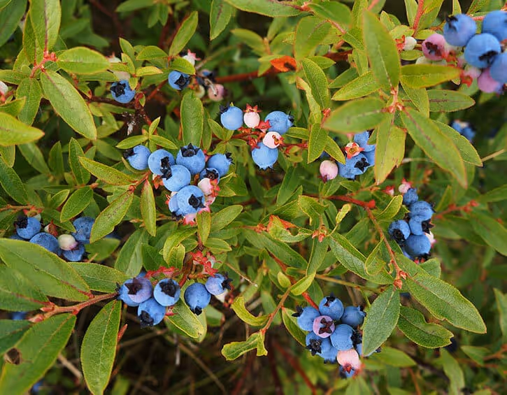 Wild Blueberries: 6 Things You Probably Didn't Know