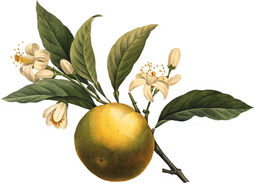 Illustration eines Zitronenzweigs mit reifer gelber Zitrusfrucht, grünen Blättern und weißen Blüten – botanisches Element im Vintage-Stil.