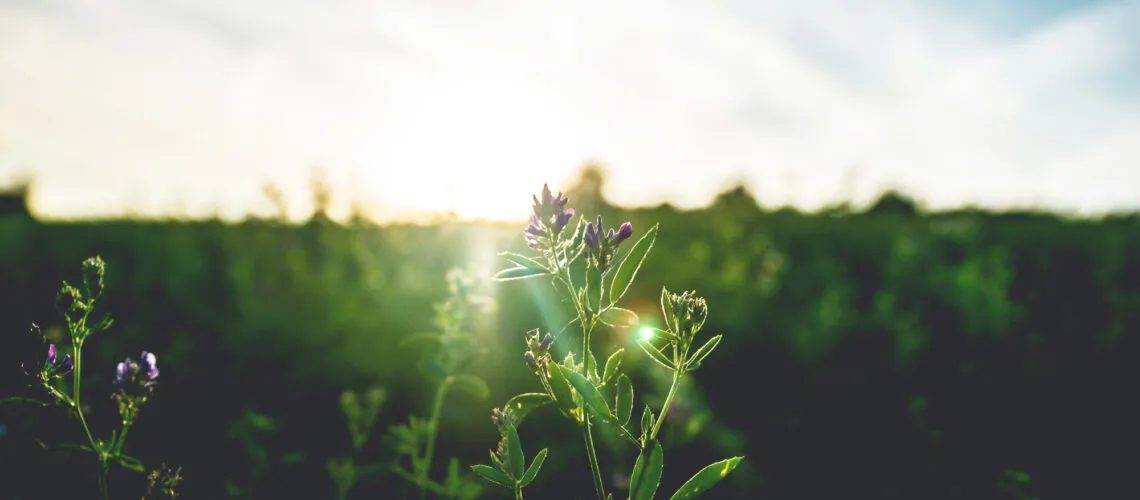A sunlit field with green plants and small purple flowers, captured during golden hour.