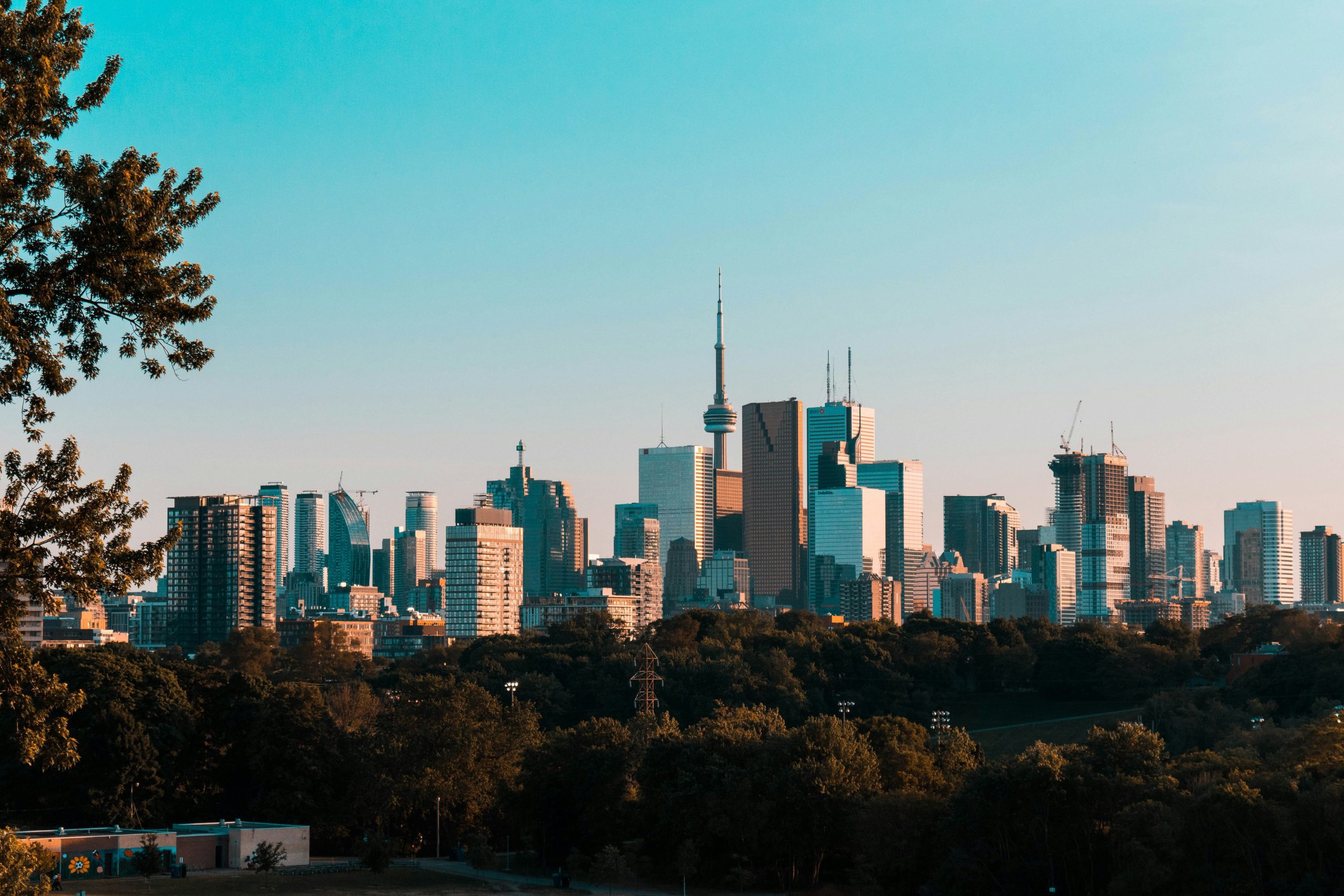 A city skyline with modern skyscrapers, dominated by the CN Tower, framed by trees in the foreground.