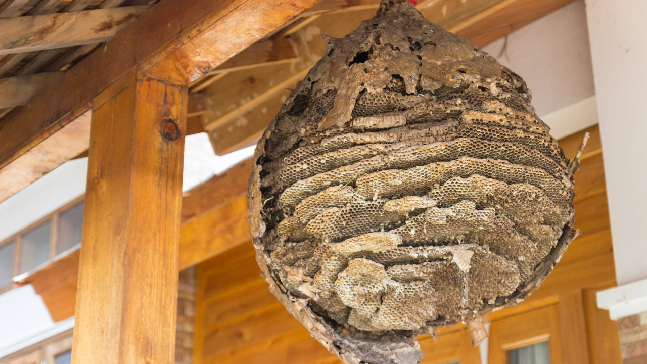 wasp control abbotsford