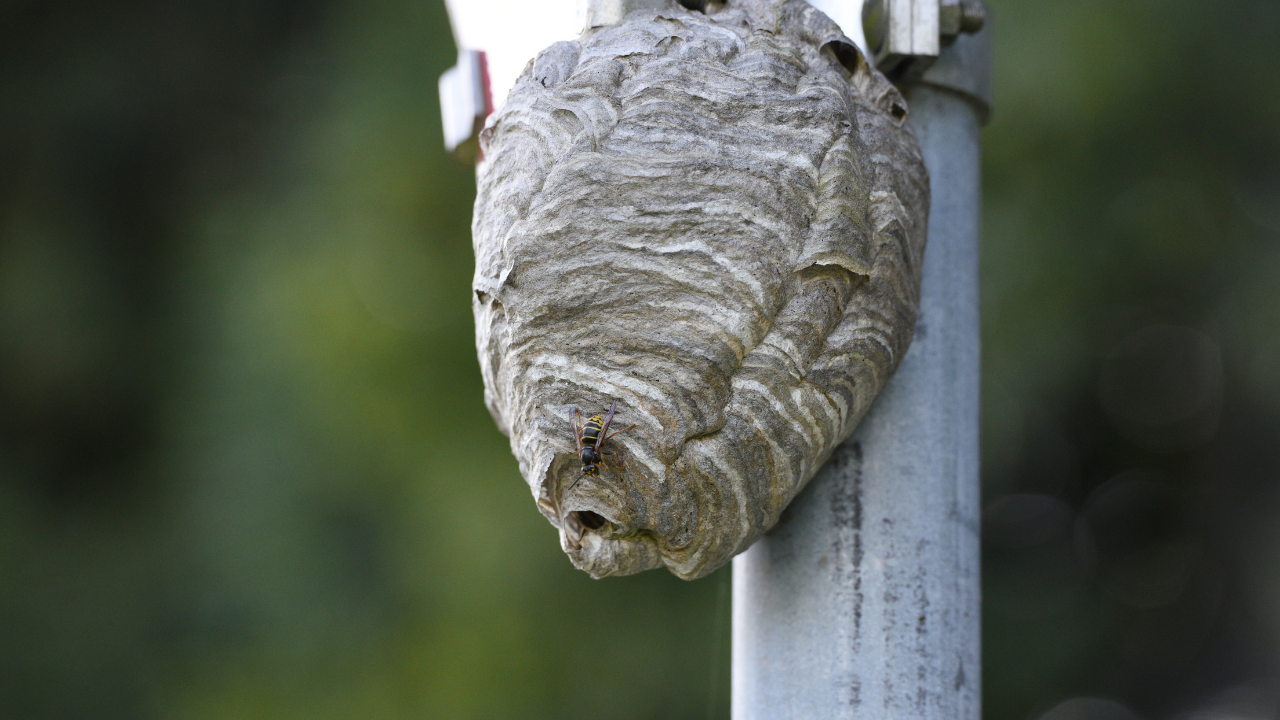 wasp control abbotsford