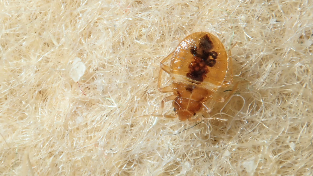 bed bug control abbotsford