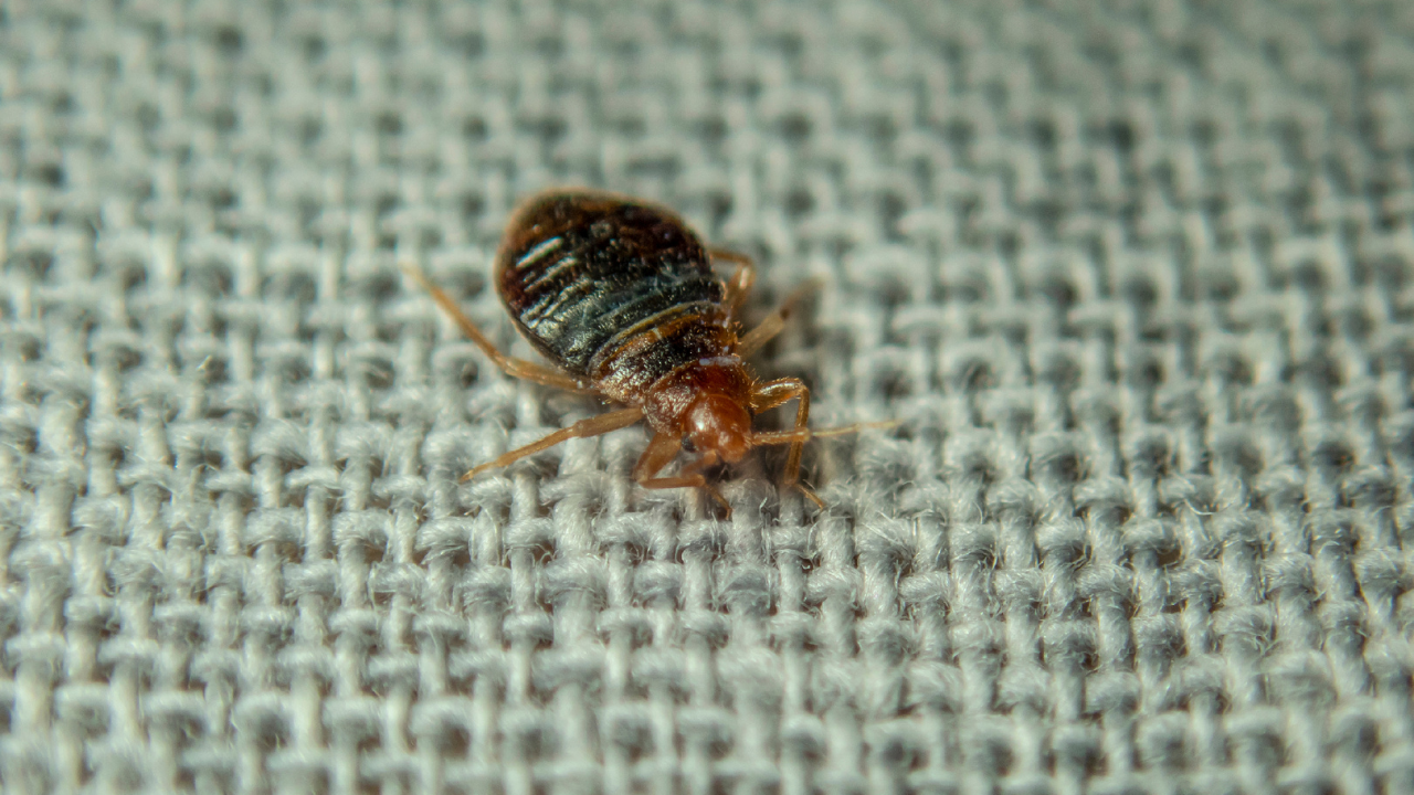 bed bug control abbotsford