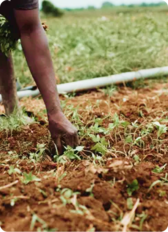 Soil testing in Ghana field