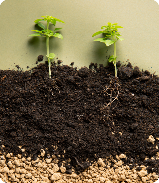 Soil profile section