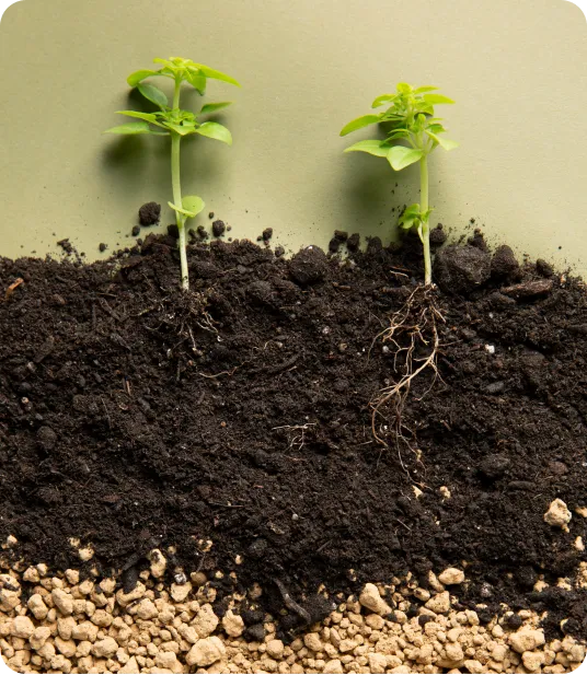Soil profile section