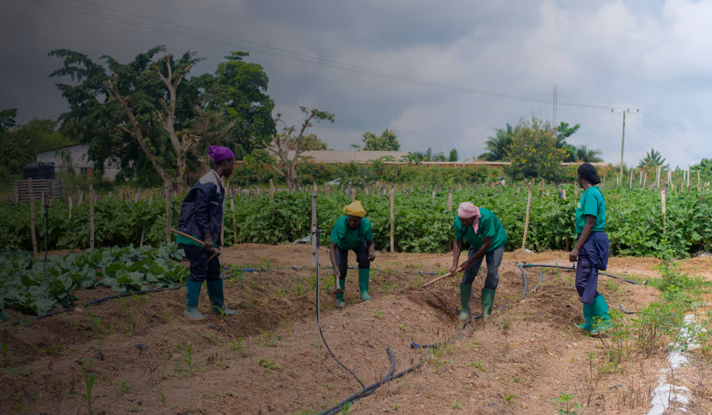 Farmers clearing land on the Demeter Ghana farm