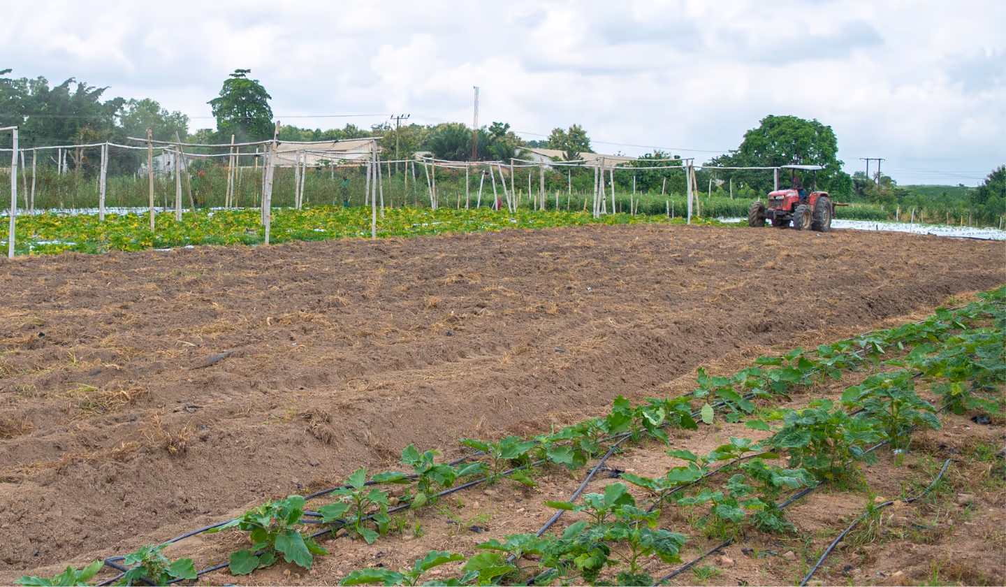 Demeter Ghana farm being turned
