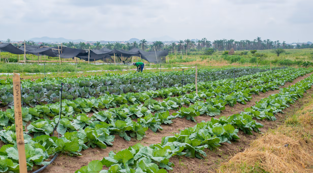 DGL Farm Fresh farm view