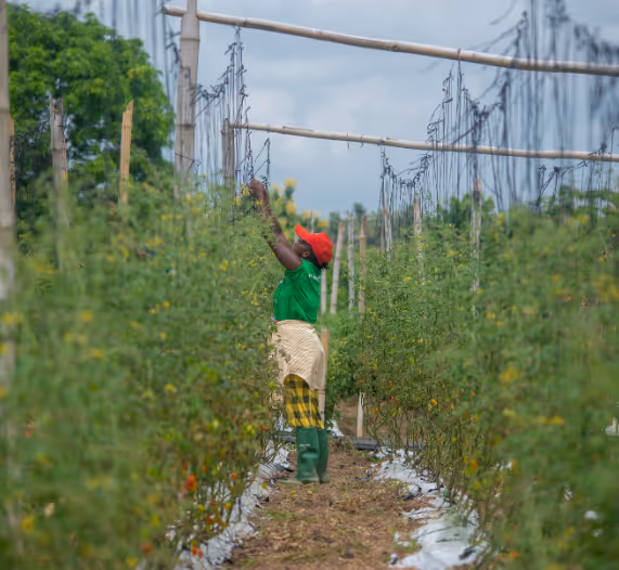 Farmer on the Demeter Ghana farm