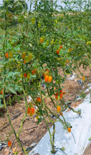 Cheery tomatoes on Demeter Ghana farm