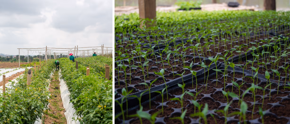 Demeter Ghana farm view