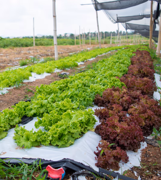 Image of lettuce on Demeter Ghana farm