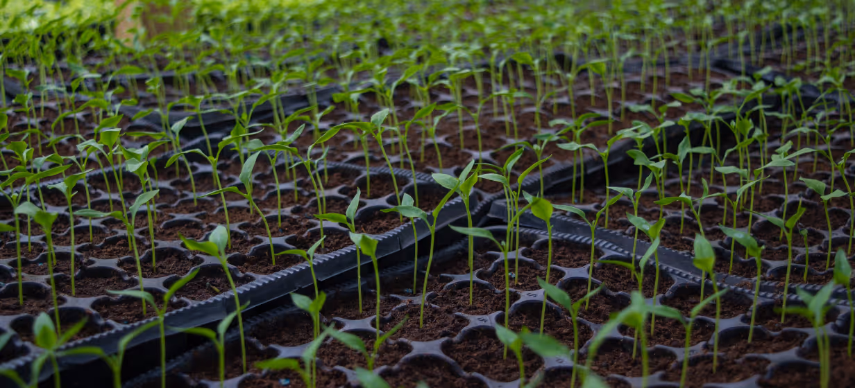 Crops with uniform germination due to inoculant use