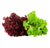 Lettuce image