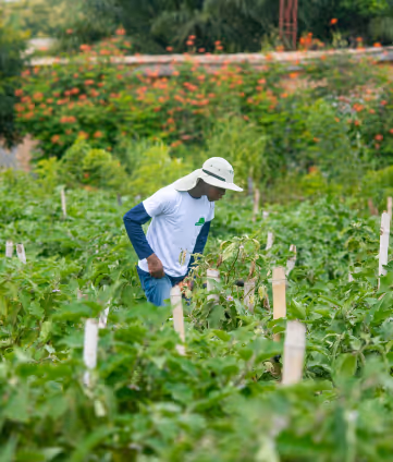 Farm manager inspecting the farm