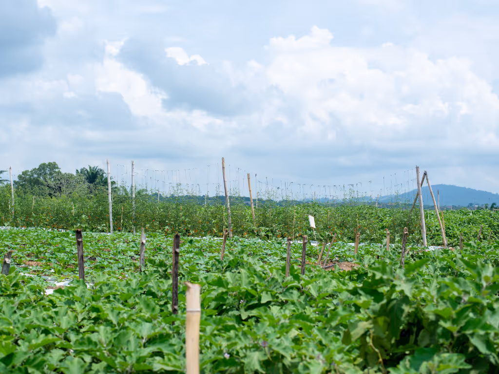 Demeter Ghana farm image view