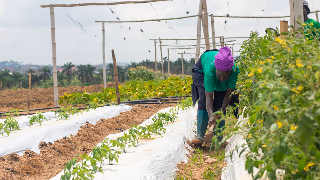 Female farmer on the Demeter Ghana Limited farm