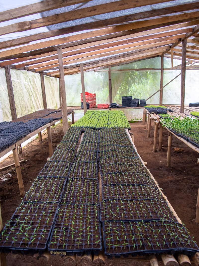 Demeter Ghana nursery