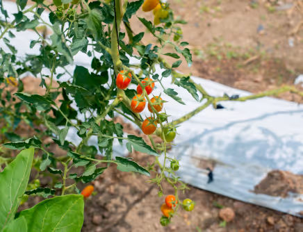 Cherry tomatoes on the Demeter Ghana Limited farm