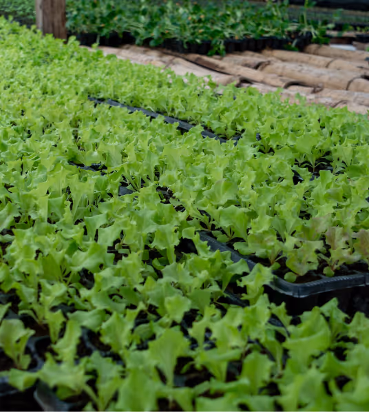 Image of lettuce on Demeter Ghana farm
