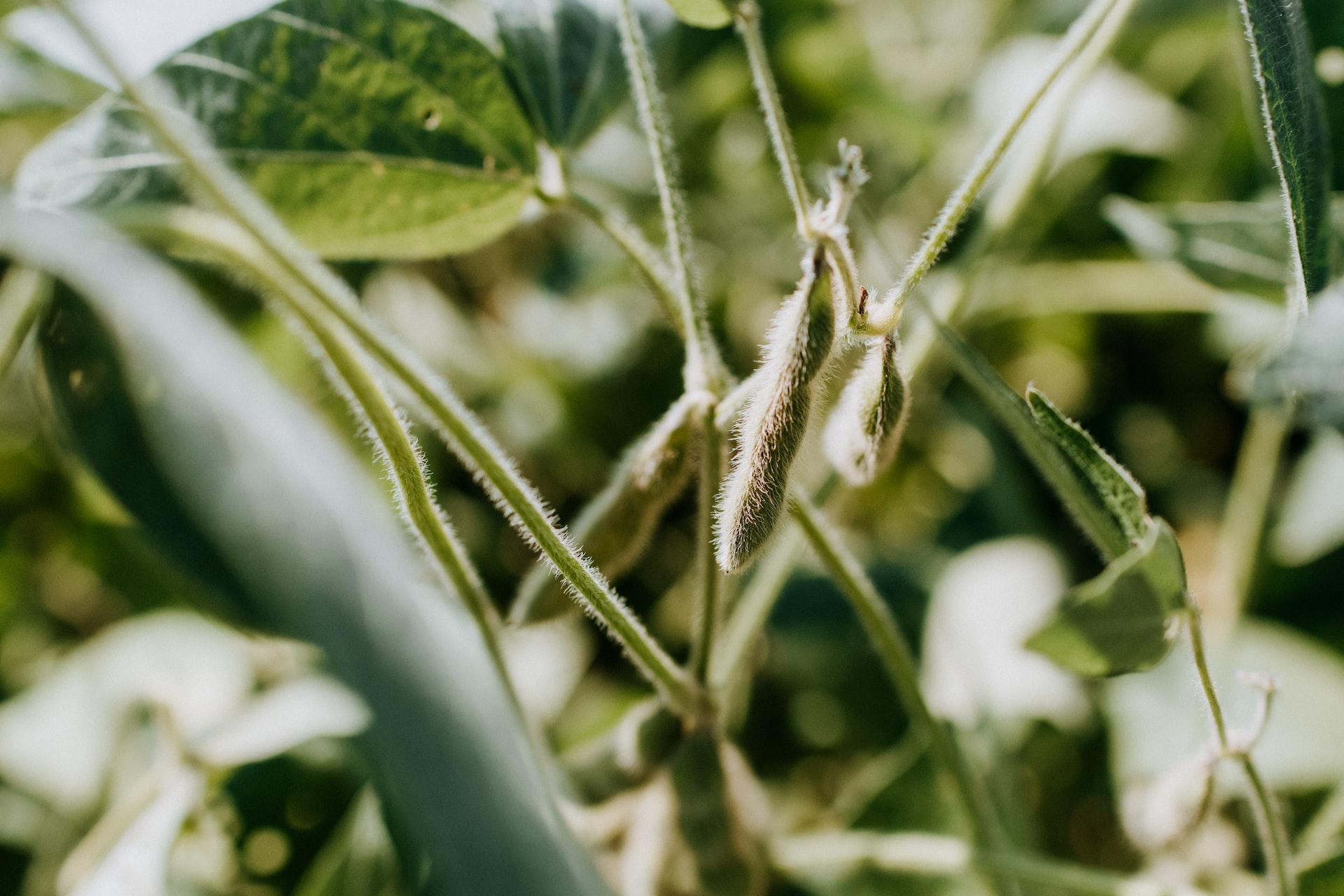 Featured Demeter Digest content