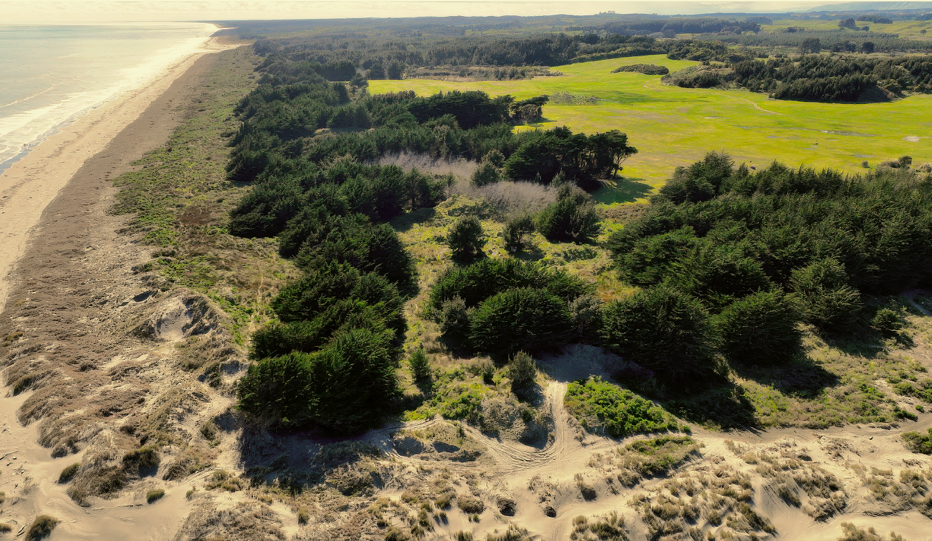 A North-East facing view of the land that is to become Douglas Links. It shows Macrocarpa and Pine fringing the land and the vista opening up behind.