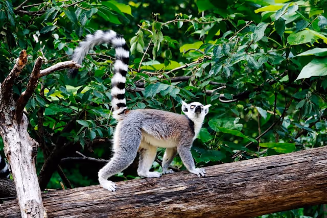 Lemur on a tree.