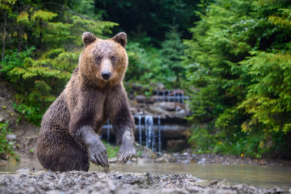 Реабілітаційний центр бурого ведмедя - Bear House