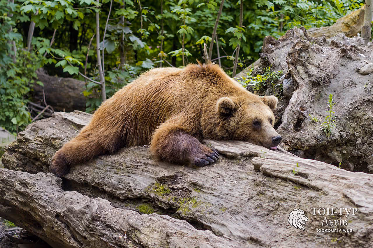 Реабілітаційний центр бурого ведмедя | ТОП-ТУР