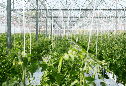 A Call to Rebuild U.S. Leadership in Food and Agricultural R&D