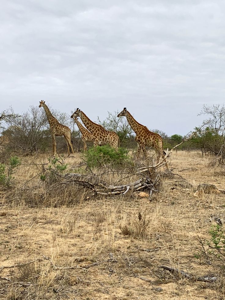 image of diverse wildlife in their natural habitats