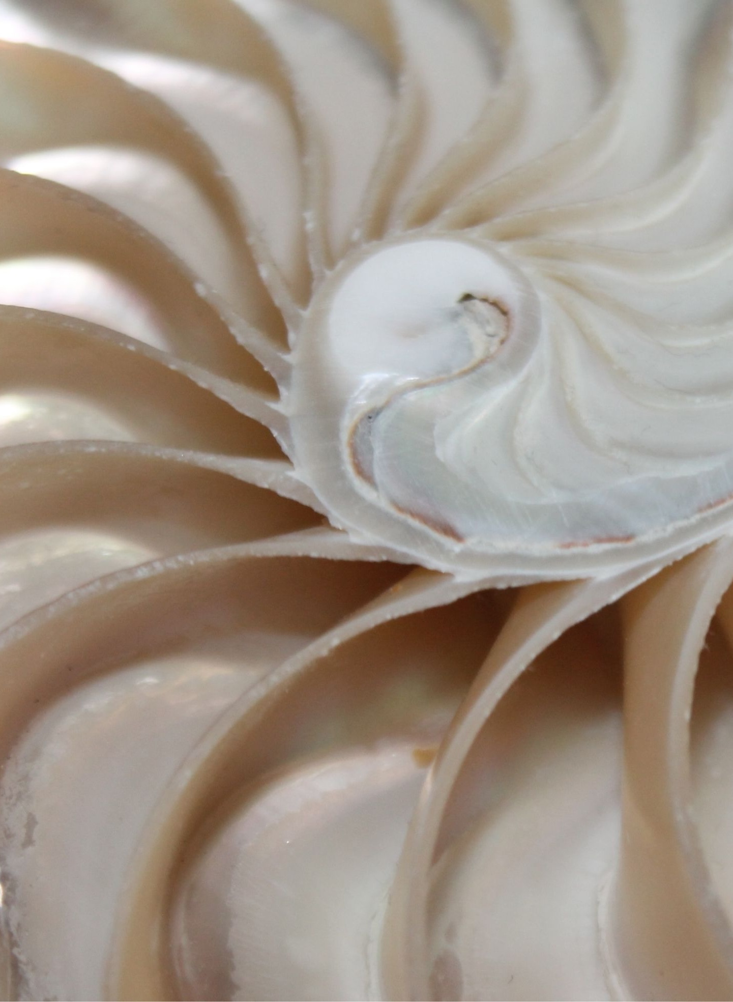 Nautilus-Muschel