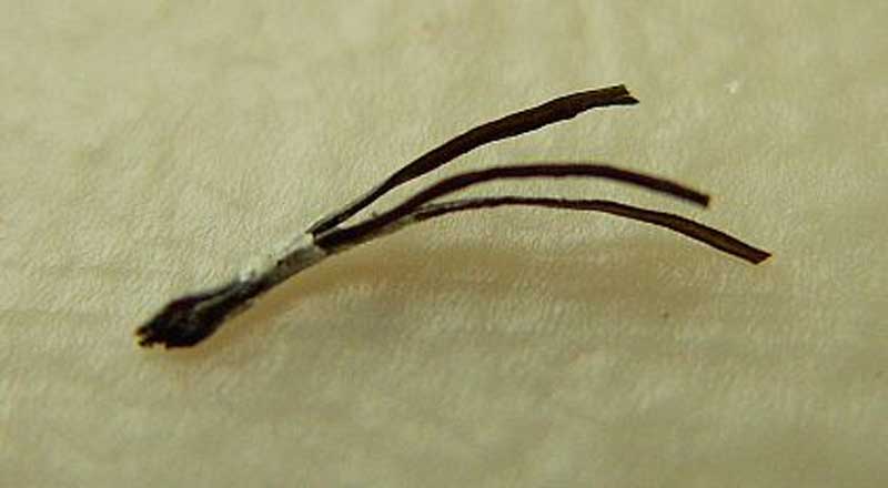 pili multigemini