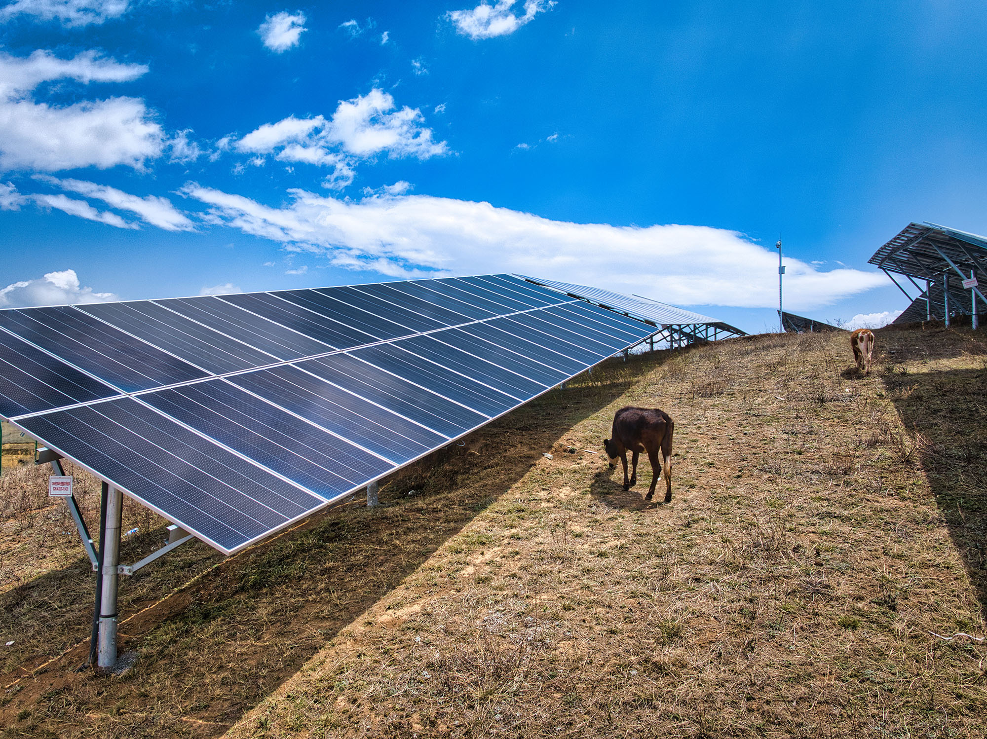 Solar panels installed on a grassy hillside with two cows grazing nearby under a blue sky with scattered clouds.