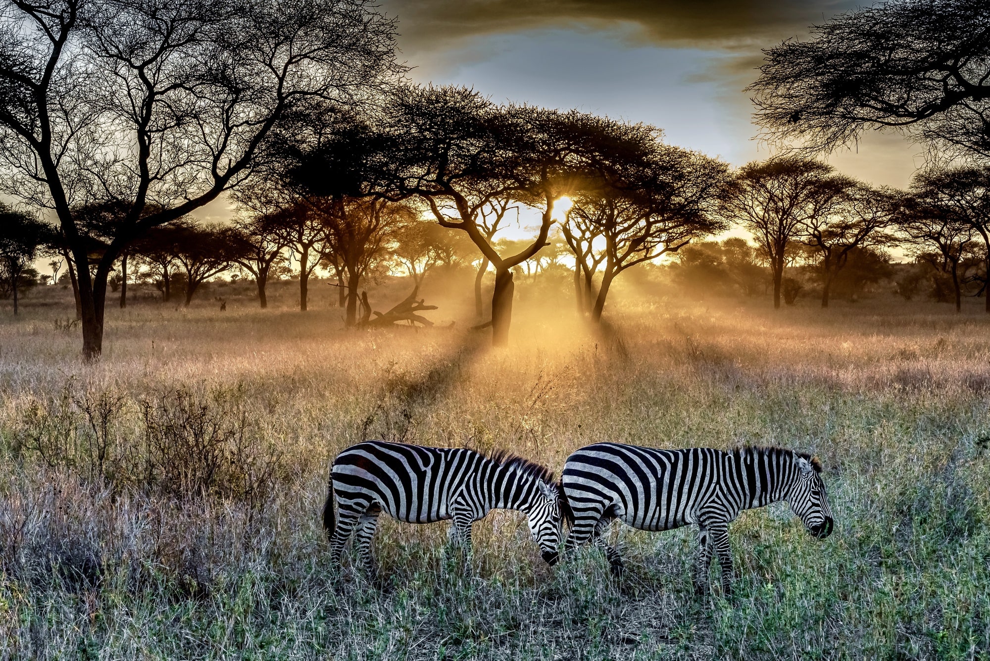 Two zebras stand side by side during sunset in an African Safari jungle 