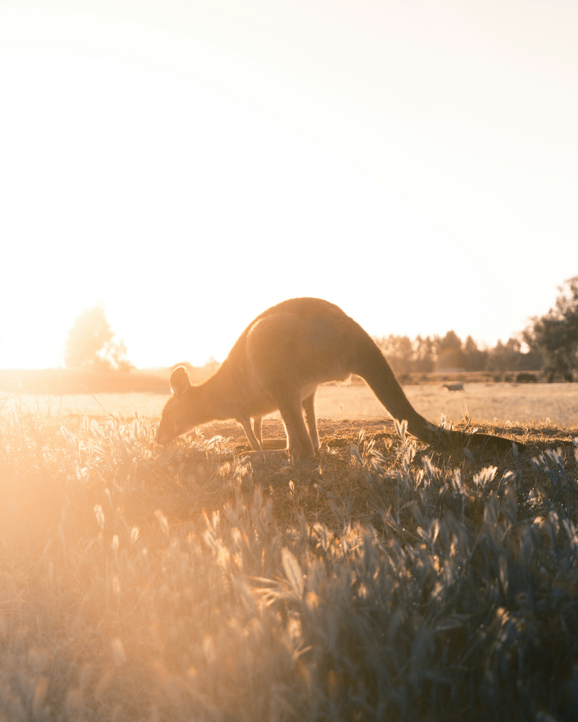 A Kangaroo walk along the field