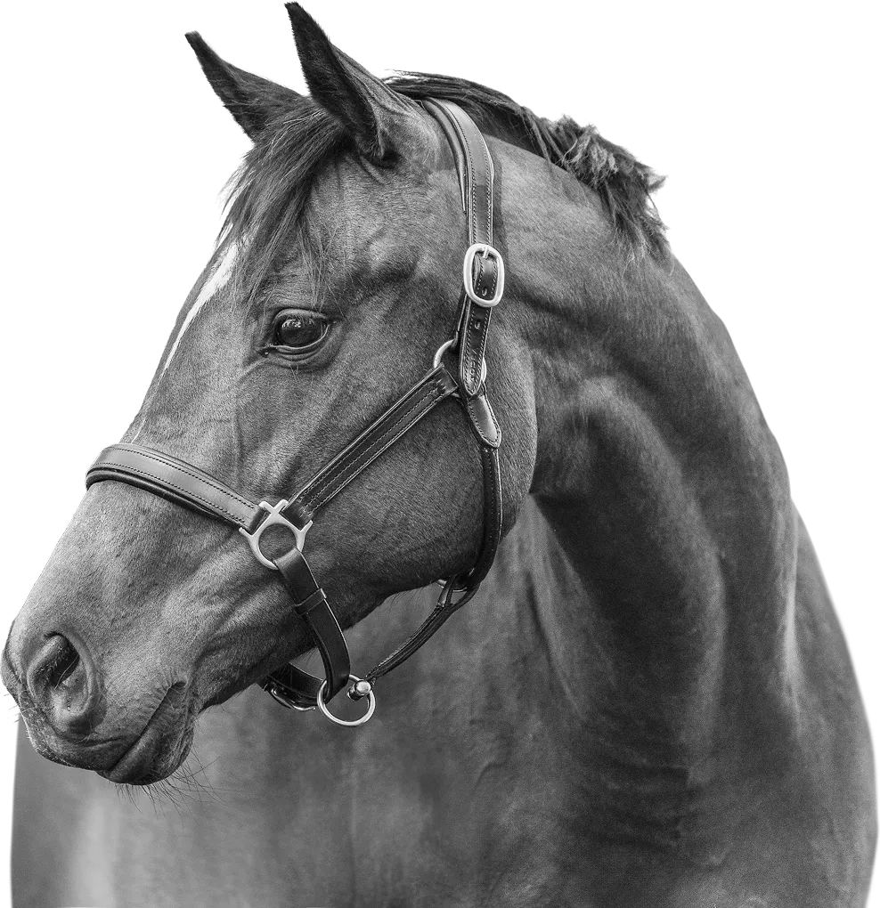 Close-up black and white photo for Saracen Horse Feeds New Rebrand