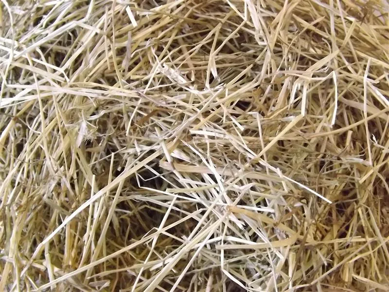 Saracen Horse Feeds – Forage Analysis for Hey.