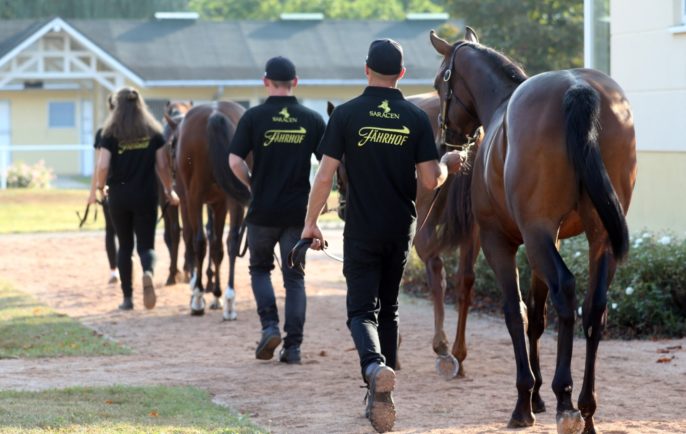 Three people walking horses on a dirt path near stables, wearing black shirts with yellow text.