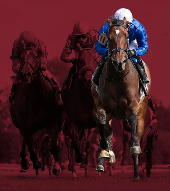 Welcome to Saracen Thoroughbred Nutrition.