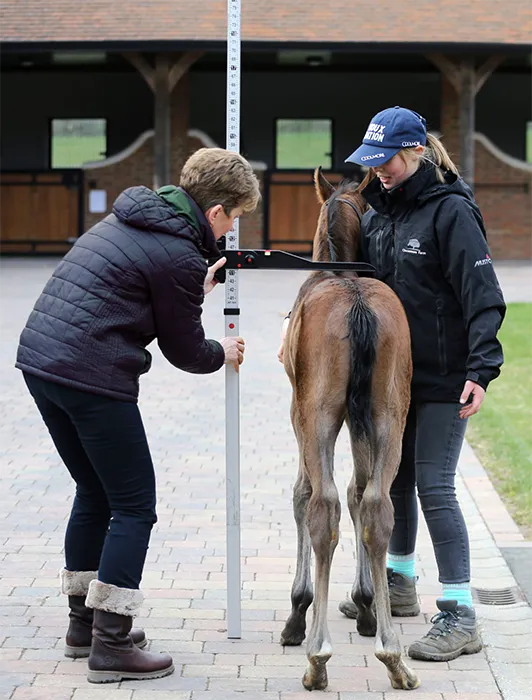 KER GroTrac Equine Growth Monitoring. Two people measuring the height of a young foal using a measuring stick near a stable.