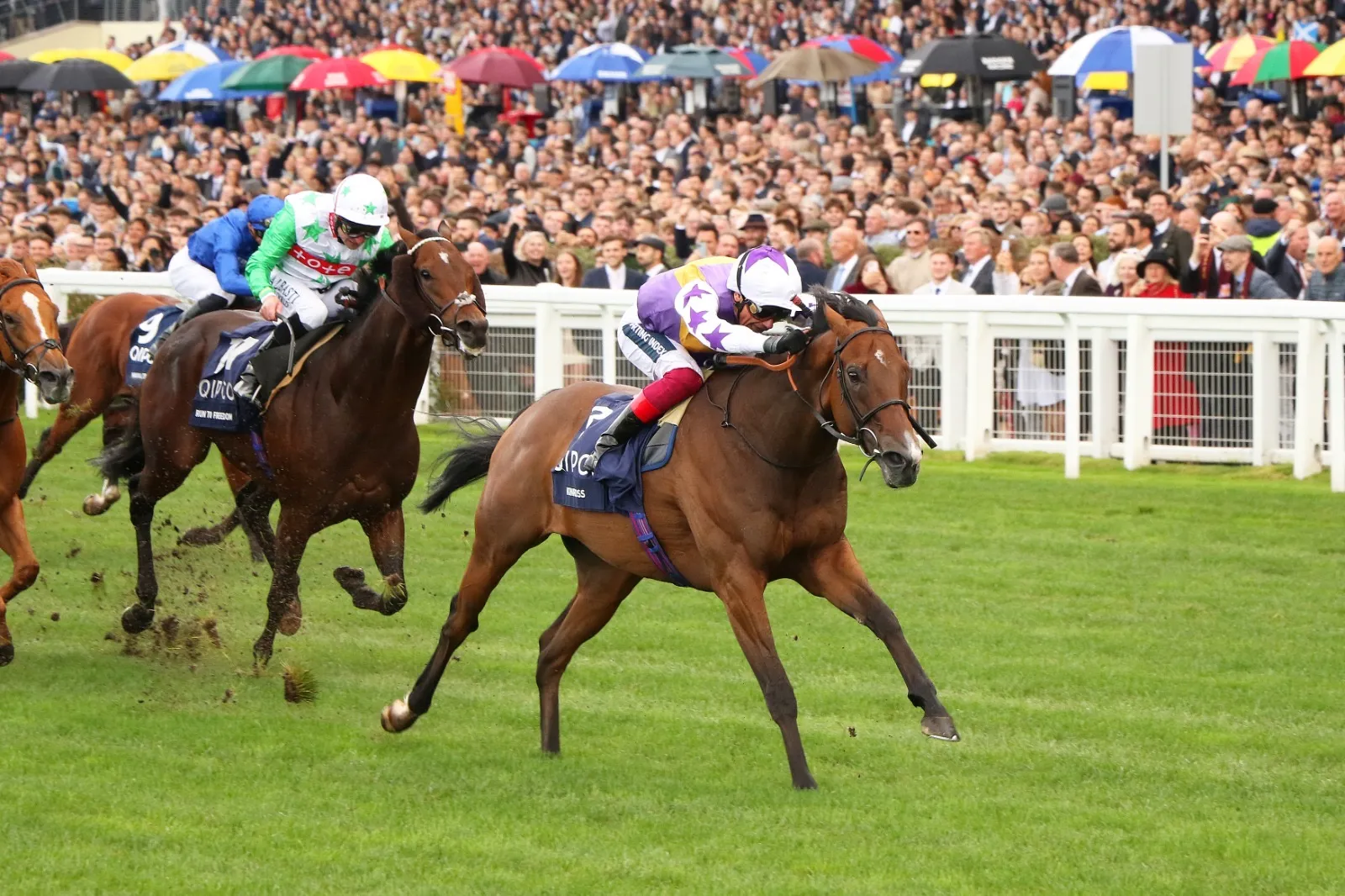 Saracen Thoroughbred Nutrition – Success in Pictures. ©Laura-Green