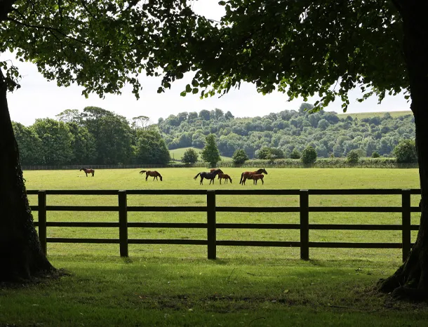Saracen Thoroughbred Nutrition – Yearlings and Mares